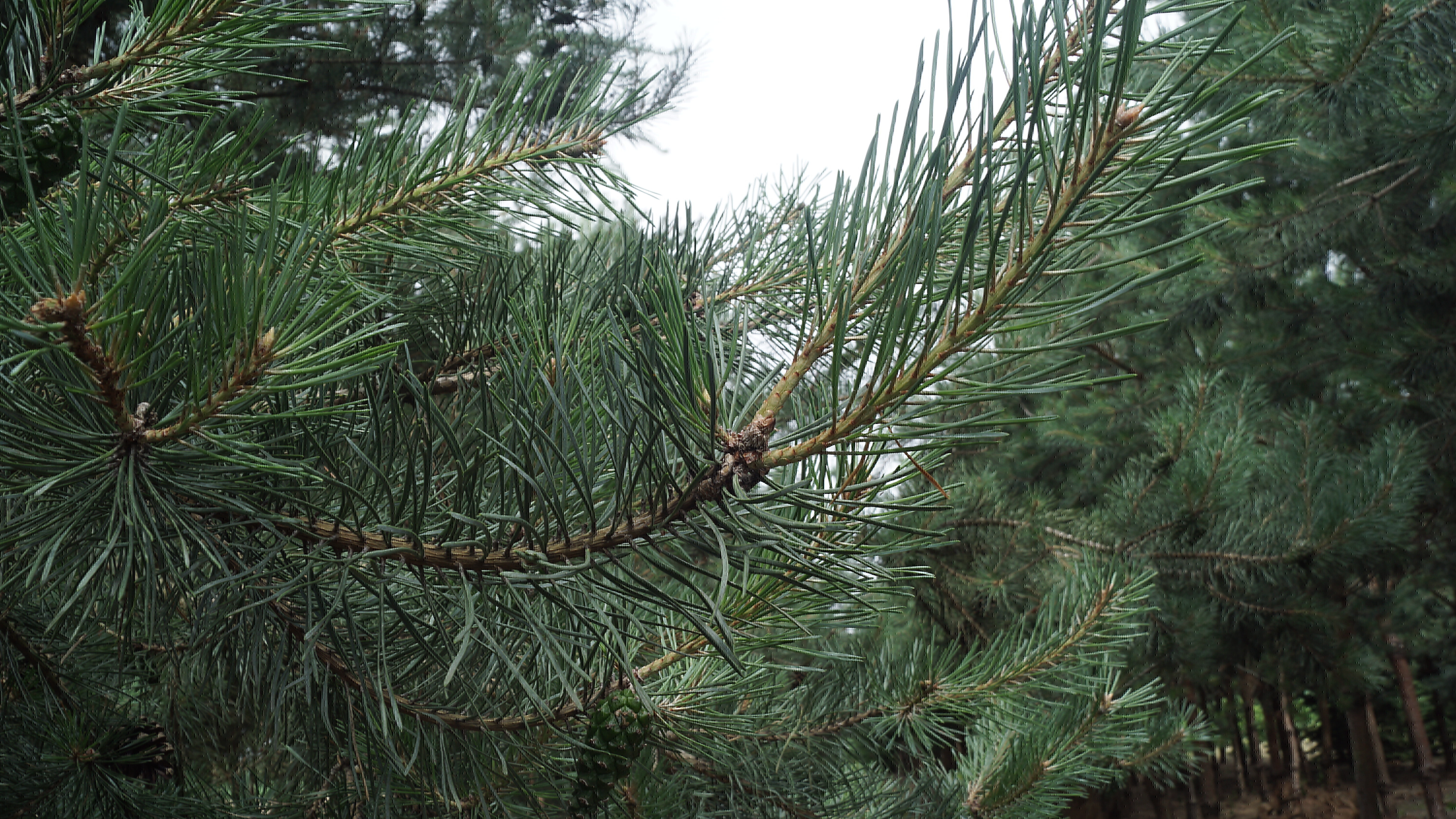 Pinus sylvestris (3)
